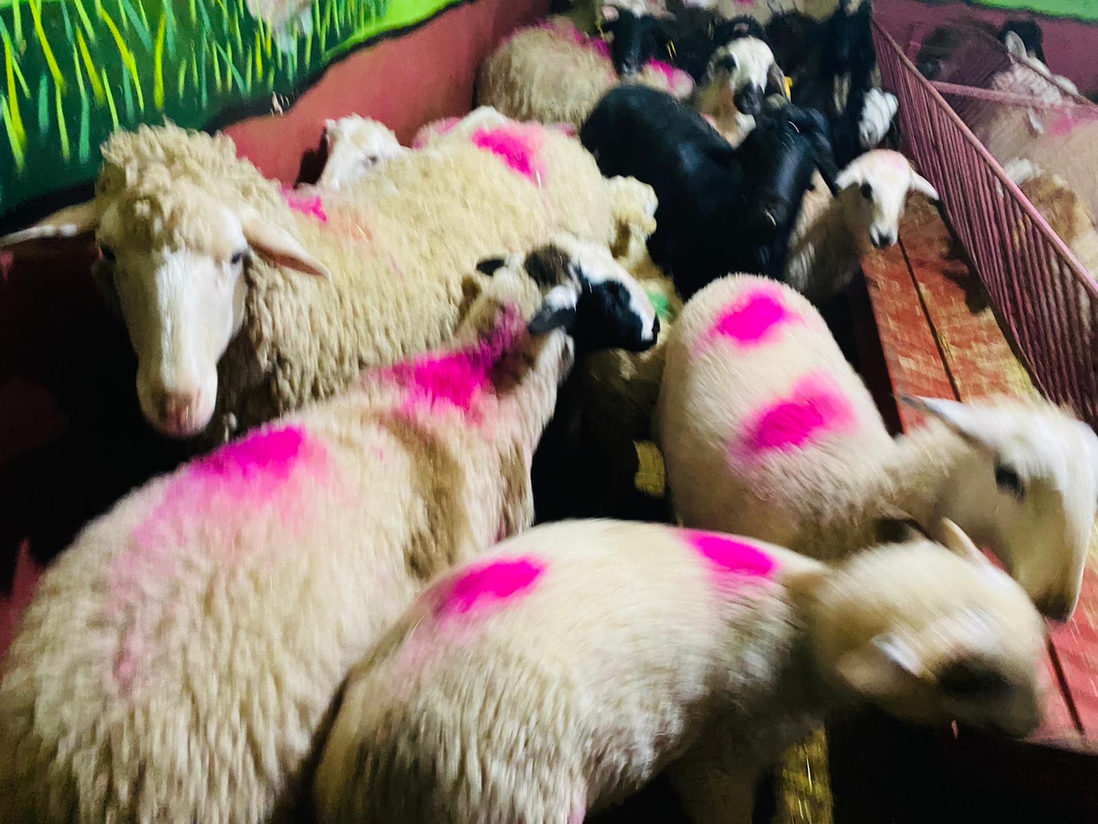 Üsküdar En Ucuz Adaklık Kurban