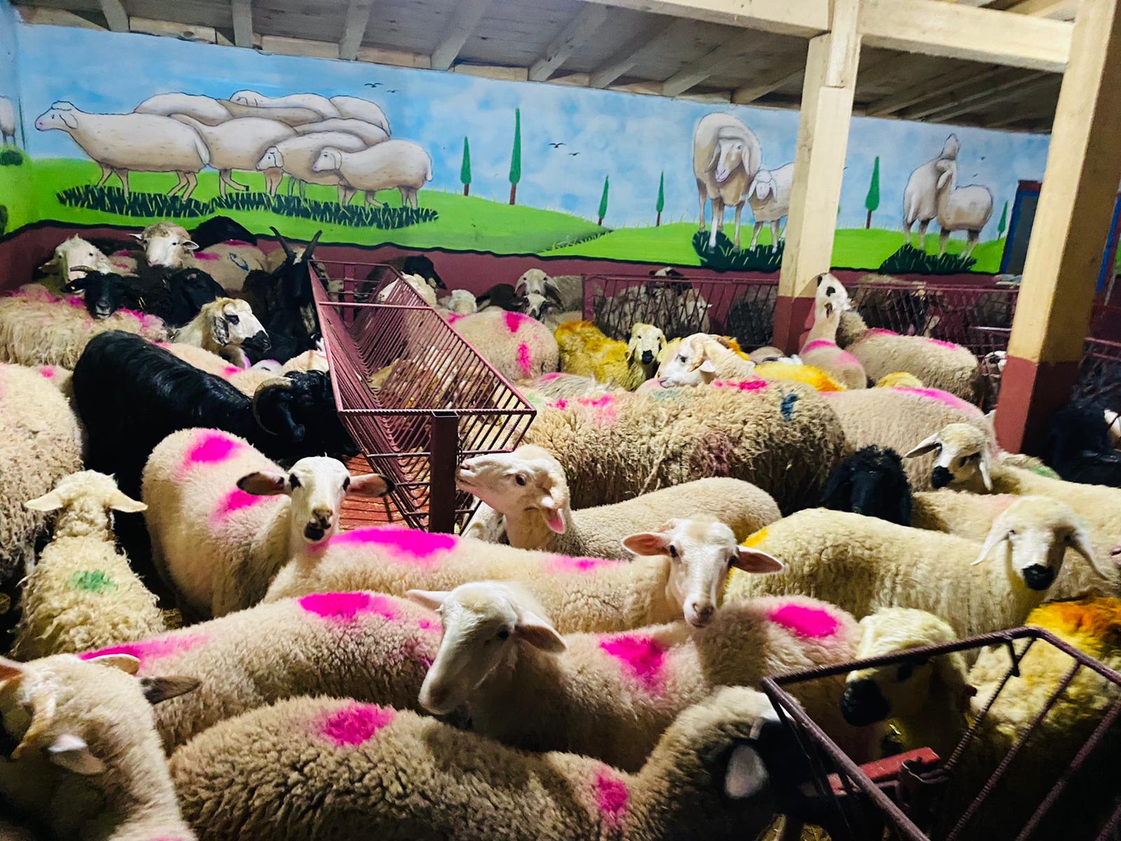 Üsküdar En Ucuz Adaklık Kurban